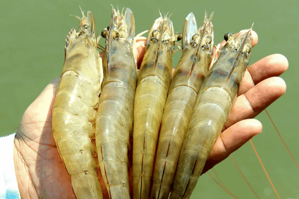 Brackish Water Shrimp Farming