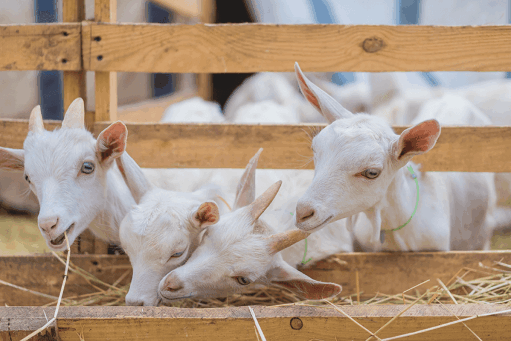 Goat Farming For Quick Returns