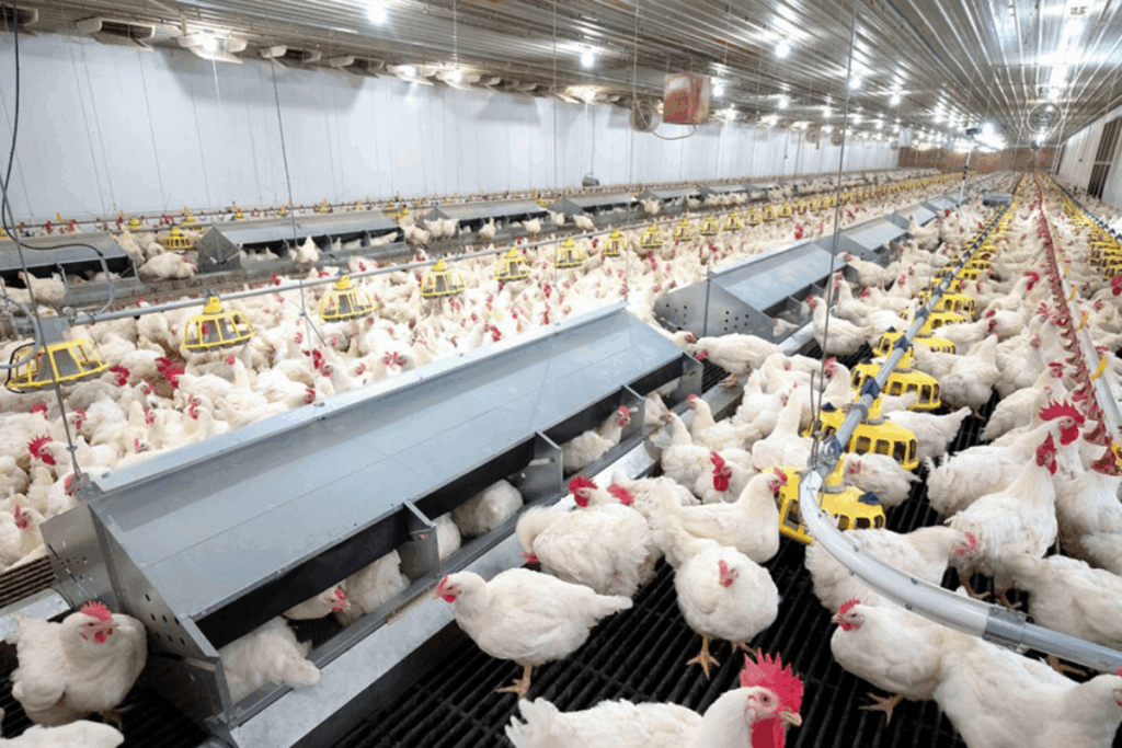 Poultry Farming