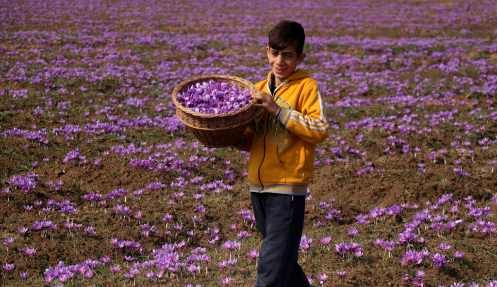 Kashmir saffron fields during harvest season Kashmir saffron fields during harvest season