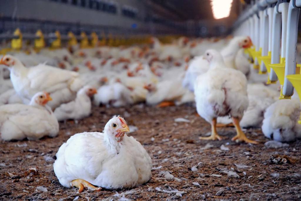 Poultry and Livestock Farming